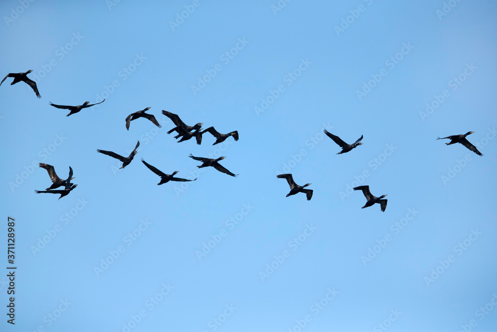 Socotra cormorant in flight, Bahrain Socotra cormorant in flight, Bahrain
