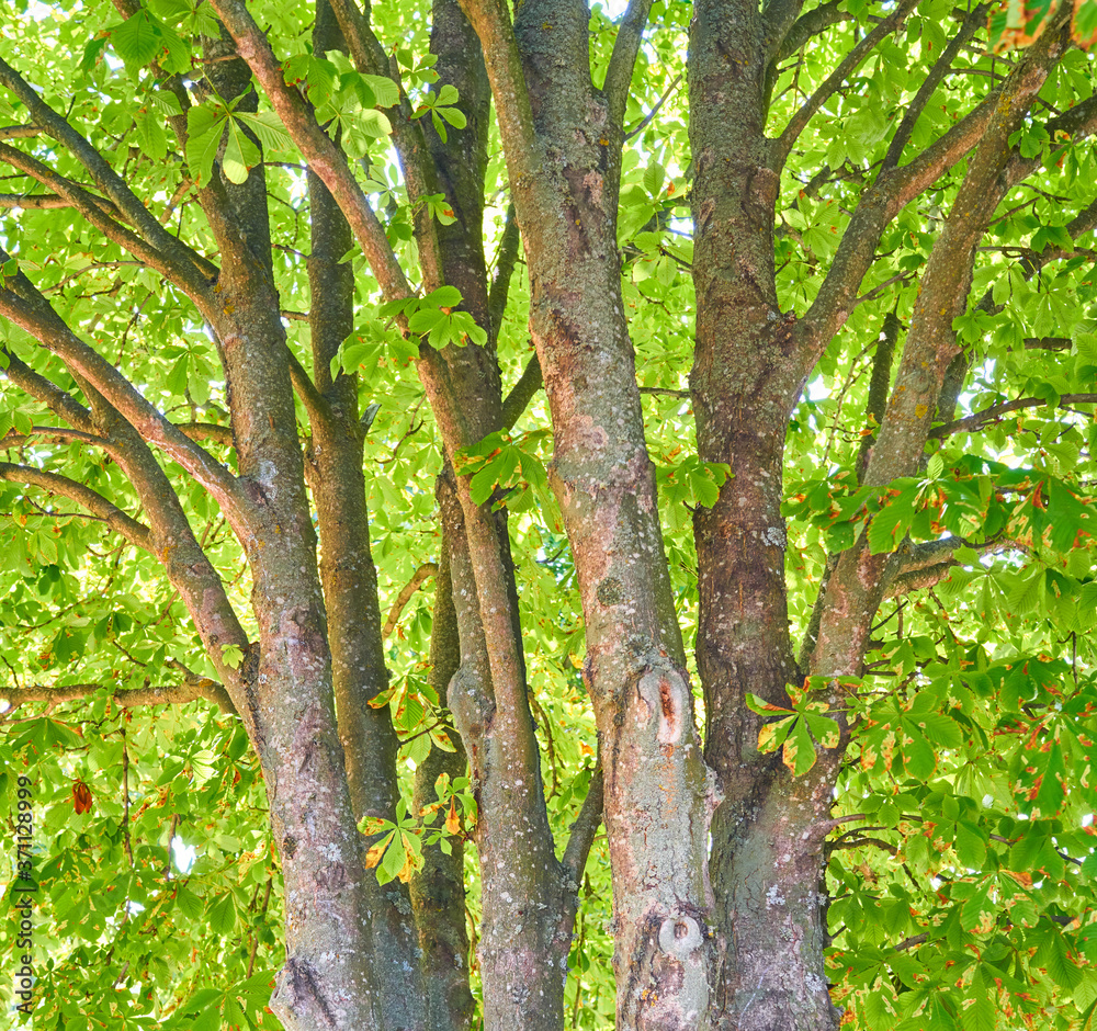 fragments of pine trees in a country forest fragments of pine trees in a country forest