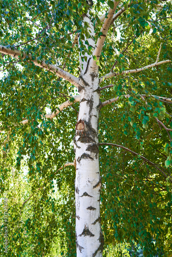 Fototapeta premium birch trees grow in the forest outside the city