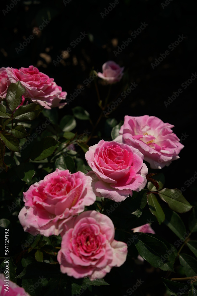 Pink and White Flower of Rose 'Harunomai' in Full Bloom
Pink and White Flower of Rose 'Harunomai' in Full Bloom