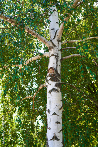 birch trees grow in the forest outside the city