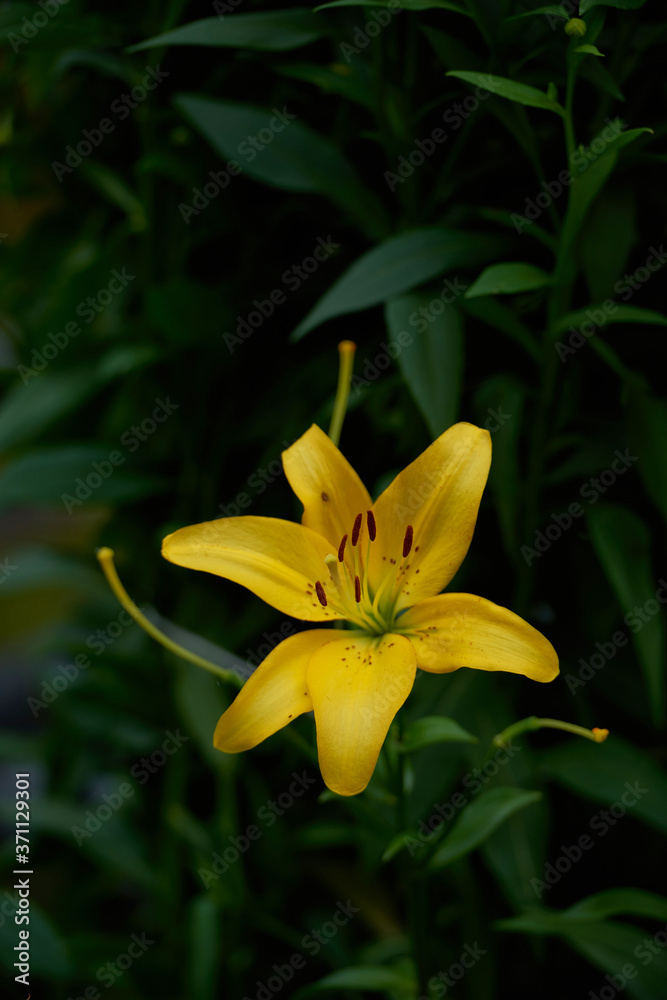 Obraz premium on a vast green field grow fragrant summer yellow flowers