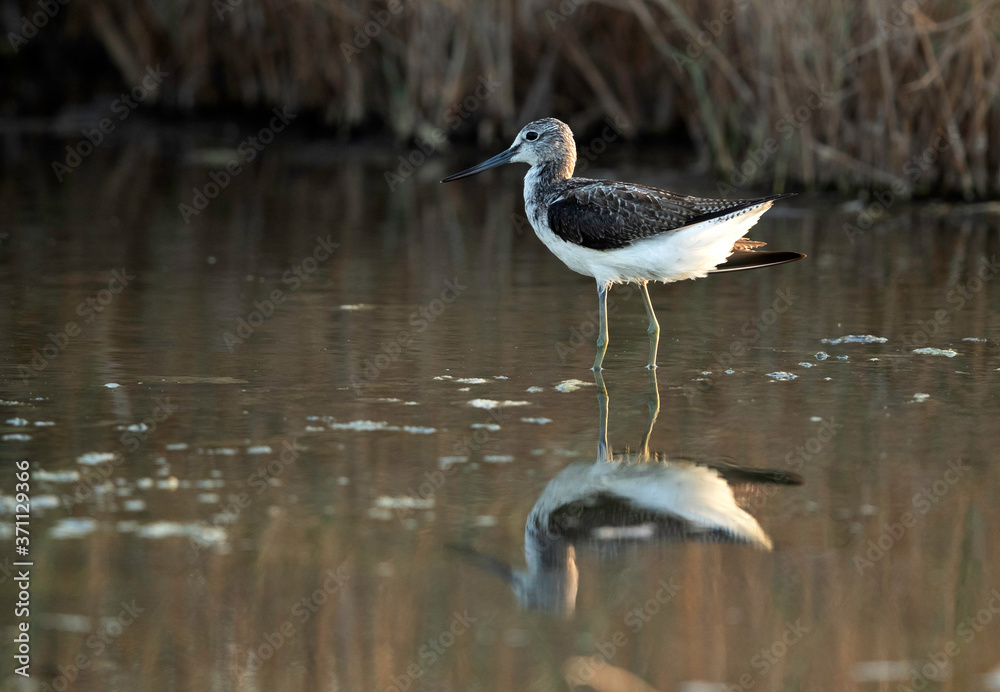Obraz premium Common greenshank at Asker marsh