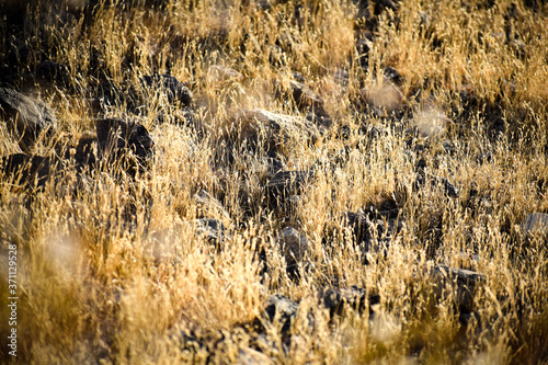 Grassy Rocks In The Desert Hills