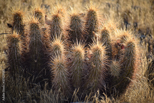 Desert Cactus Bunch