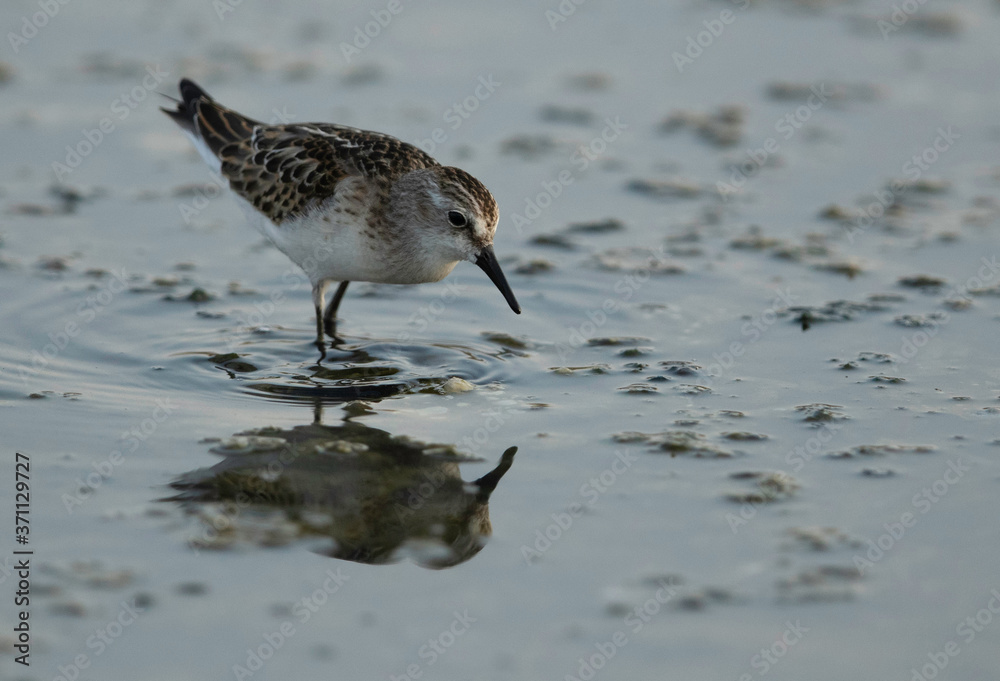 Sanderling feeding at Asker marsh, Bahrain Sanderling feeding at Asker marsh, Bahrain