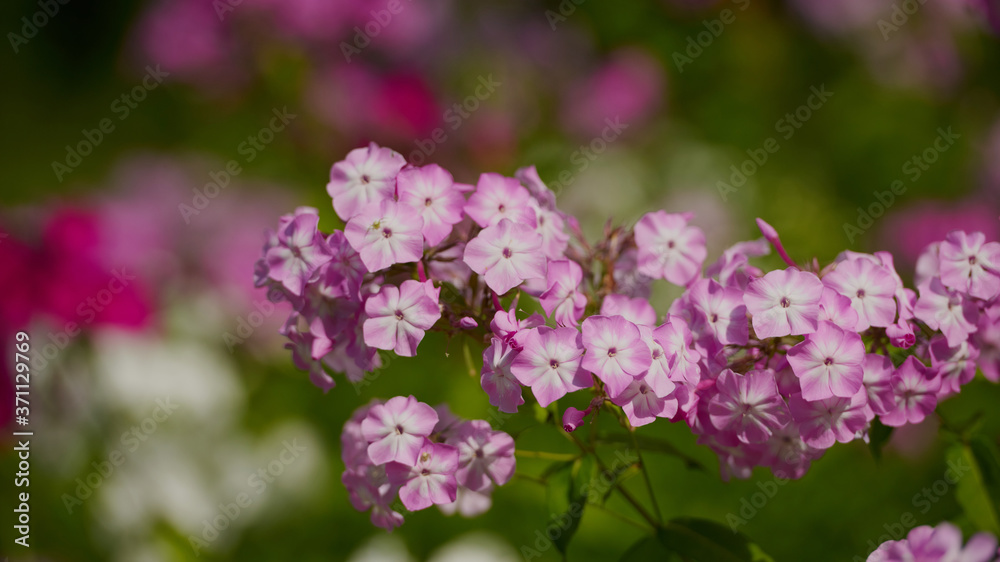 on a vast green field grow fragrant summer red flowers on a vast green field grow fragrant summer red flowers
