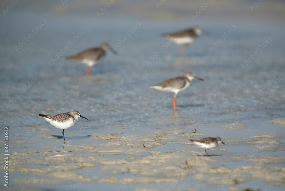 A curlew sandpiper and Redshanks at Busiateen coast, Bahrain A curlew sandpiper and Redshanks at Busiateen coast, Bahrain