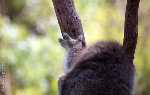 Canvas Print Koala's sharp claws.	.