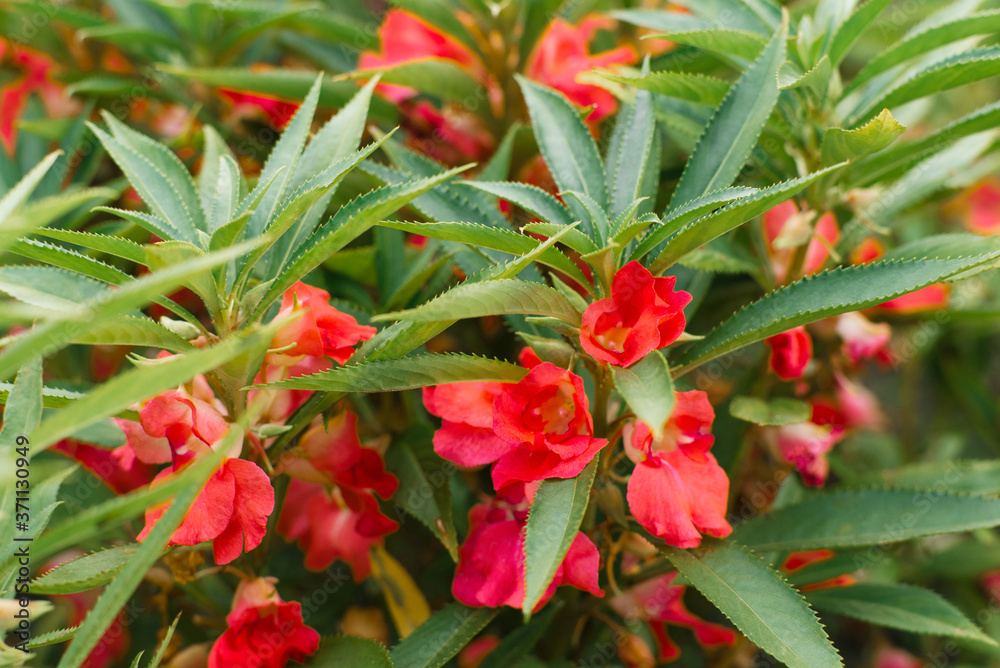 Red flowers of garden balsam in the summer garden Red flowers of garden balsam in the summer garden