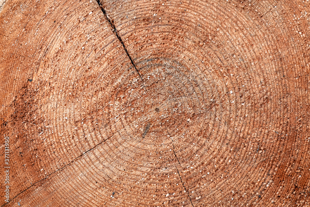 Naklejka premium tree stump end cut circular rings