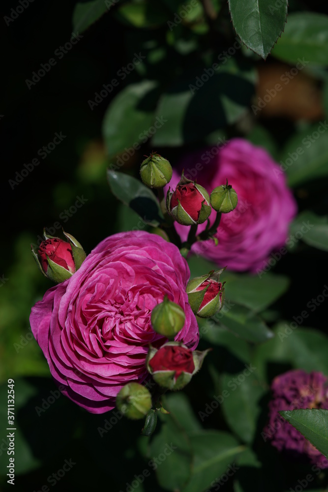 Light Purple Flower of Rose 'Heidi Klum Rose' in Full Bloom
Light Purple Flower of Rose 'Heidi Klum Rose' in Full Bloom