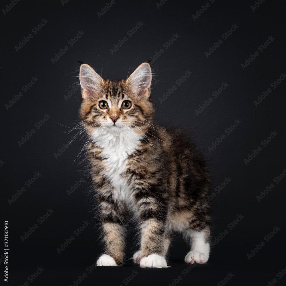 Very sweet tortie Maine Coon cat kitten, standing a bit side ways. Looking towards camera. Isolated on black background.