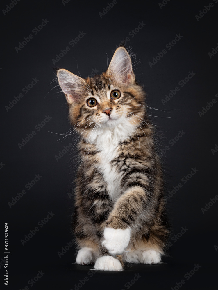 Very sweet tortie Maine Coon cat kitten with white socks, sitting up facing front with one paw playfull in air. Looking towards camera. Isolated on black background.