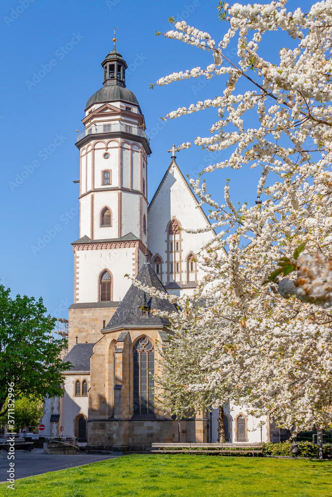 Kirschblüten im Frühling vor der Leipziger Thomaskirche.