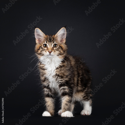 Very sweet tortie Maine Coon cat kitten, standing a bit side ways. Looking towards camera. Isolated on black background.