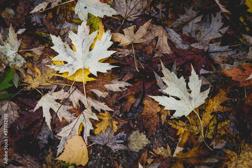 autumn leaves © llumirafoto