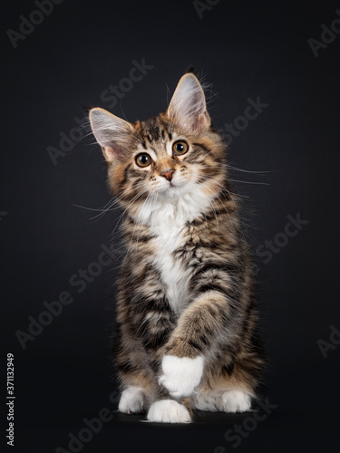 Very sweet tortie Maine Coon cat kitten with white socks, sitting up facing front with one paw playfull in air. Looking towards camera. Isolated on black background. © Nynke
