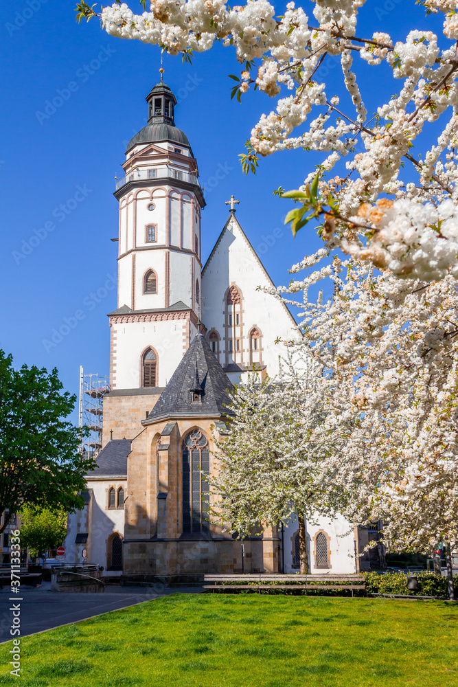 Kirschblüten im Frühling vor der Leipziger Thomaskirche.