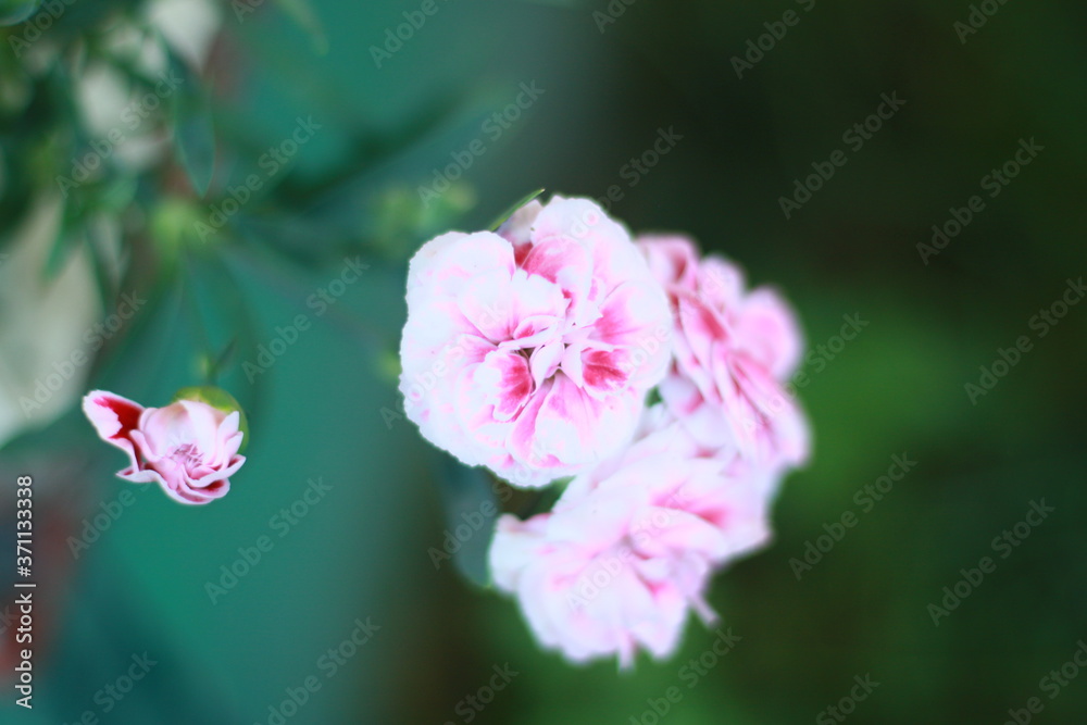 Fototapeta premium beautiful garden