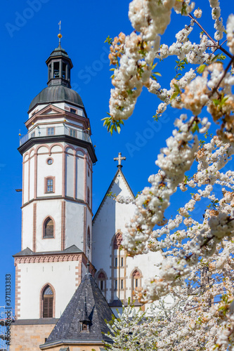 Obraz na płótnie Kirschblüten im Frühling vor der Leipziger Thomaskirche. w salonie