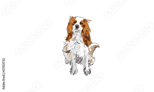 Cavalier King Charles Spaniel