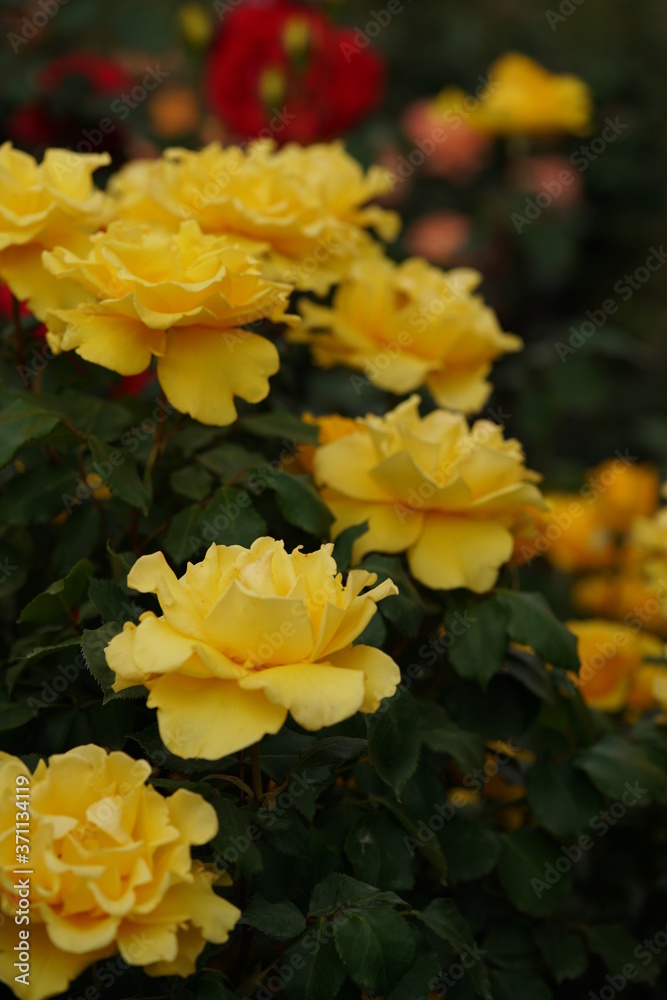 Yellow Flower of Rose 'Henry Fonda' in Full Bloom
Yellow Flower of Rose 'Henry Fonda' in Full Bloom