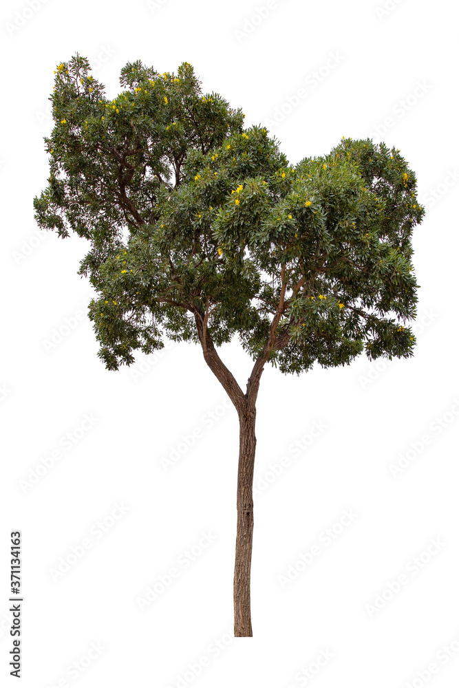 Beautiful green tree isolated on white background. Beautiful green tree isolated on white background.