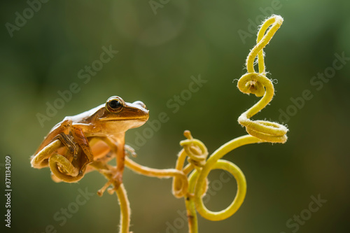 tree frog on tendril