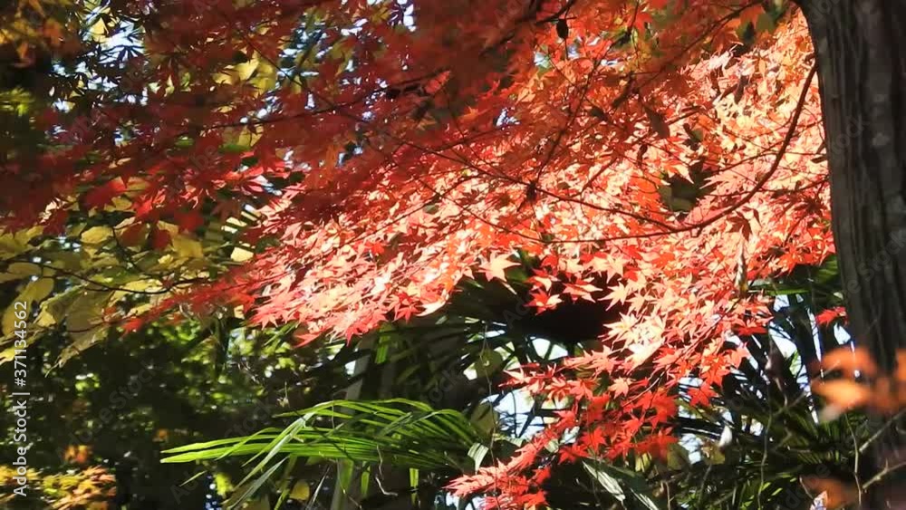 風に揺れる美しい紅葉 風に揺れる美しい紅葉