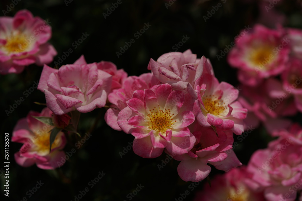 Cream and Pink Flower of Rose 'Hime' in Full Bloom
