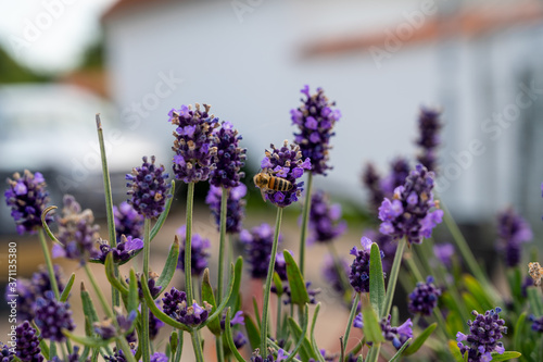 Fototapeta Naklejka Na Ścianę i Meble -  A bee sitting in the flower of a lavender plant