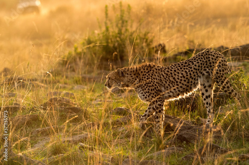 Cheetah in the evening light. A backlit images