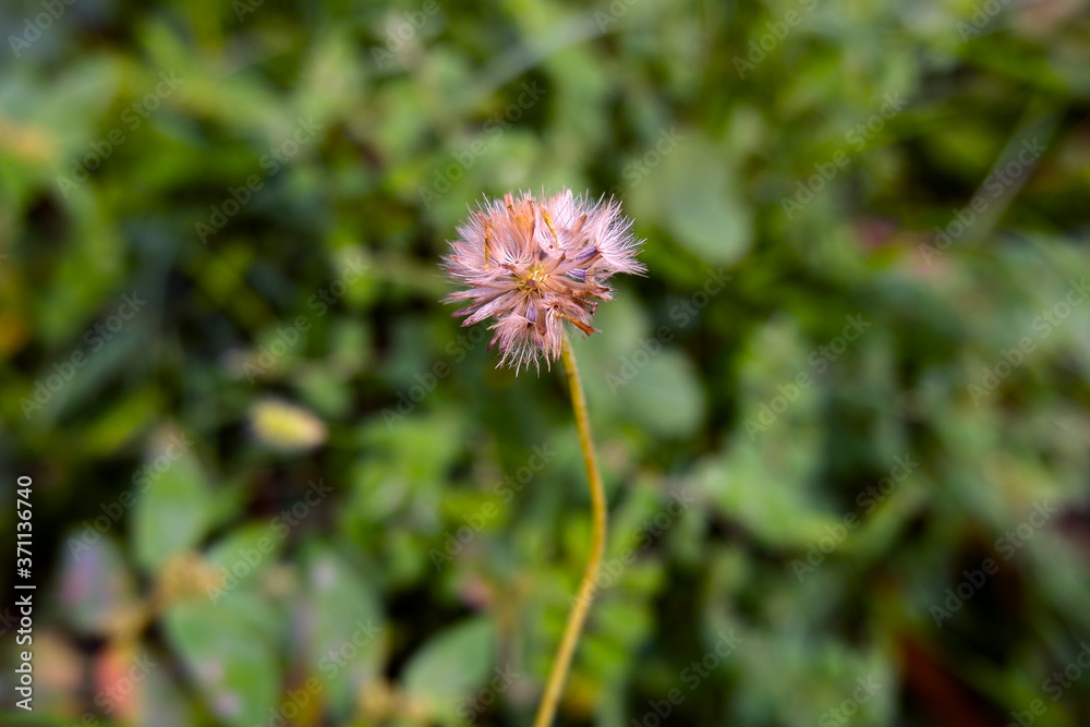 closeup view of dry grass flower isolated on field closeup view of dry grass flower isolated on field
