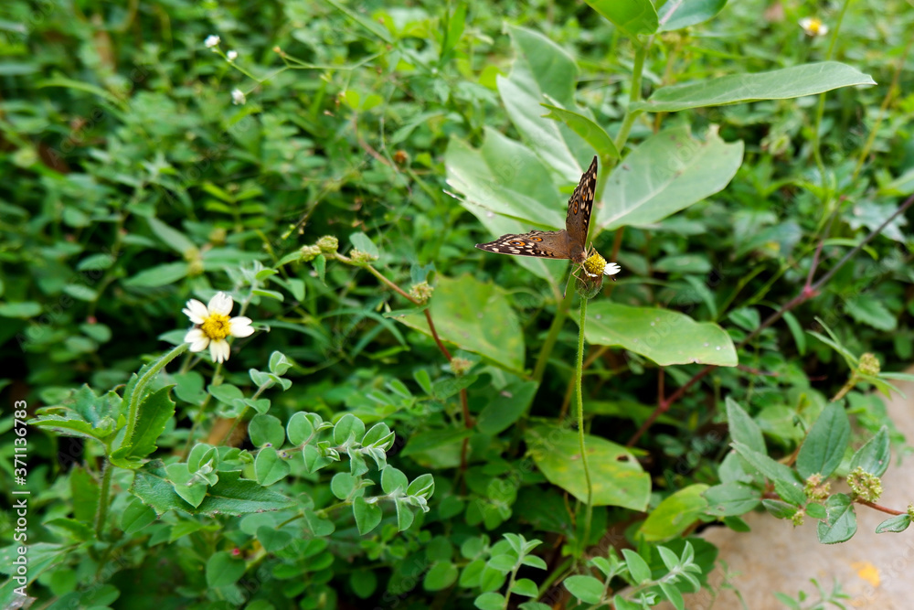 long shot of butterfly isolated on wild grass flower in park long shot of butterfly isolated on wild grass flower in park
