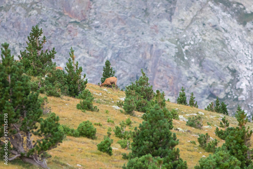 rebaño de rebecos o gamuzas (Rupicapra rupicapra) en el Pirineo catalán. Vallter, Ulldeter, Setcases, El Ripollès, Girona, Catalunya. photo