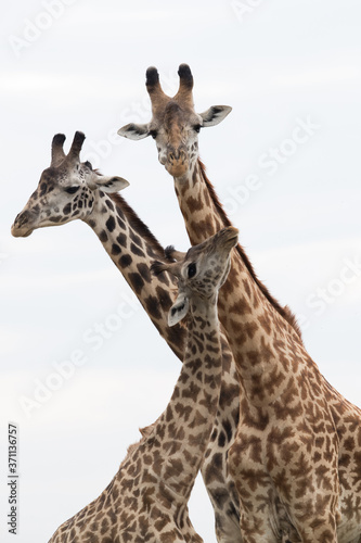 Fototapeta Naklejka Na Ścianę i Meble -  A pair of Giraffes courtship display