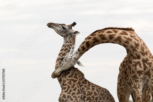 Photography A pair of Giraffes courtship display