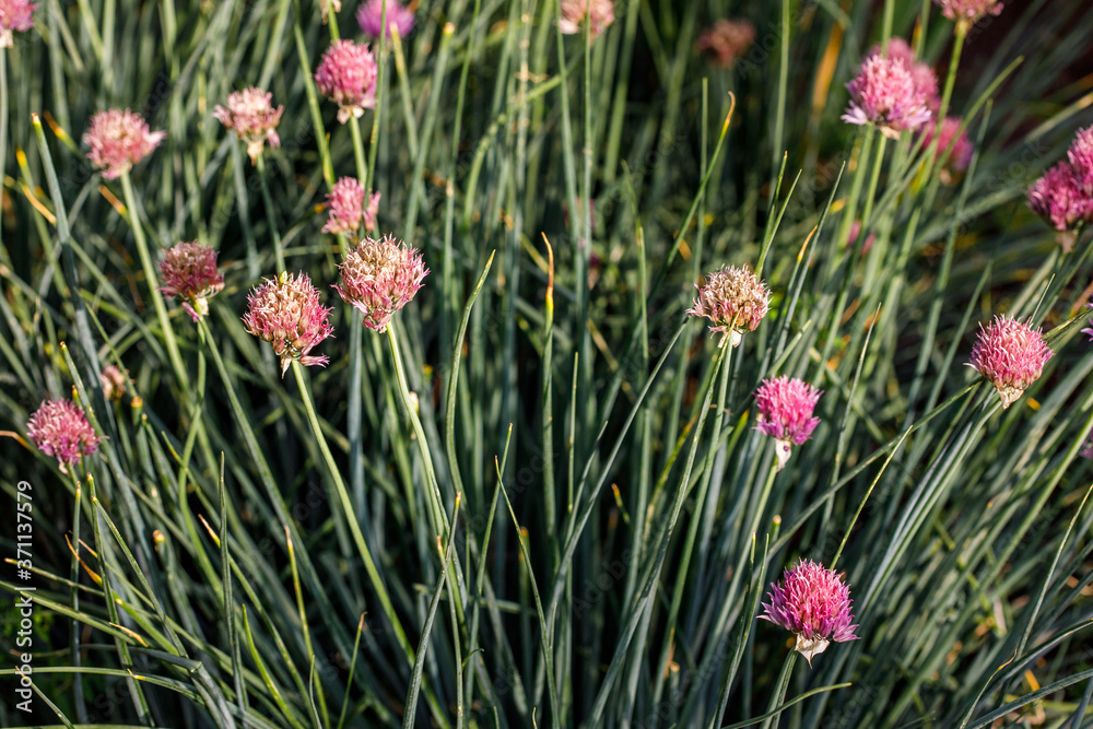 Patch with blooming garlic. Vegetable in garden or farm Patch with blooming garlic. Vegetable in garden or farm
