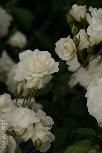 White Flower of Rose  Iceberg  in Full Bloom 