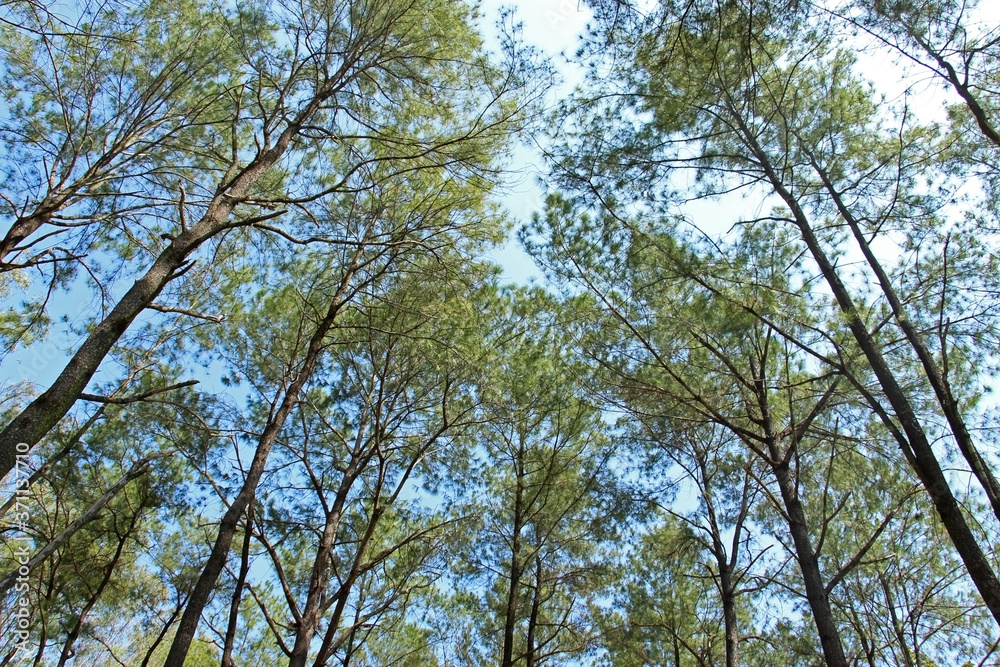 A pine native to the Malasia region of southeast Asia. It generally occurs at moderate altitudes, mostly 400–1,500 meters (1,300–4,900 ft). A pine native to the Malasia region of southeast Asia. It generally occurs at moderate altitudes, mostly 400–1,500 meters (1,300–4,900 ft).