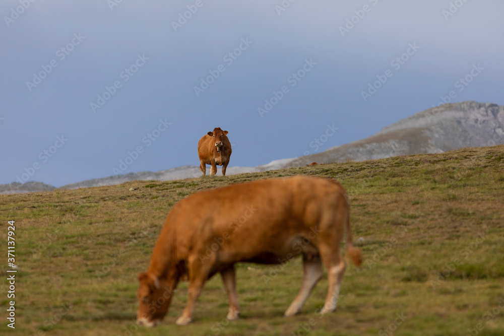 Vacas en un prado alpino del Pirineo catalán