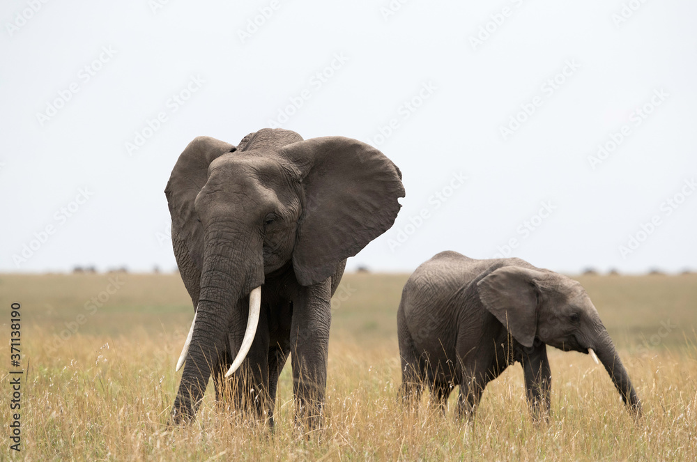 African elephants in the grassland of Masai Mara