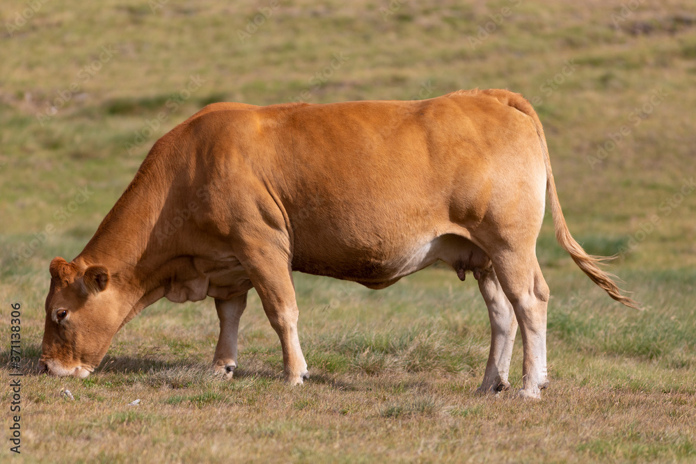 Vaca pastando en un prado alpino del Pirineo catalán Vaca pastando en un prado alpino del Pirineo catalán