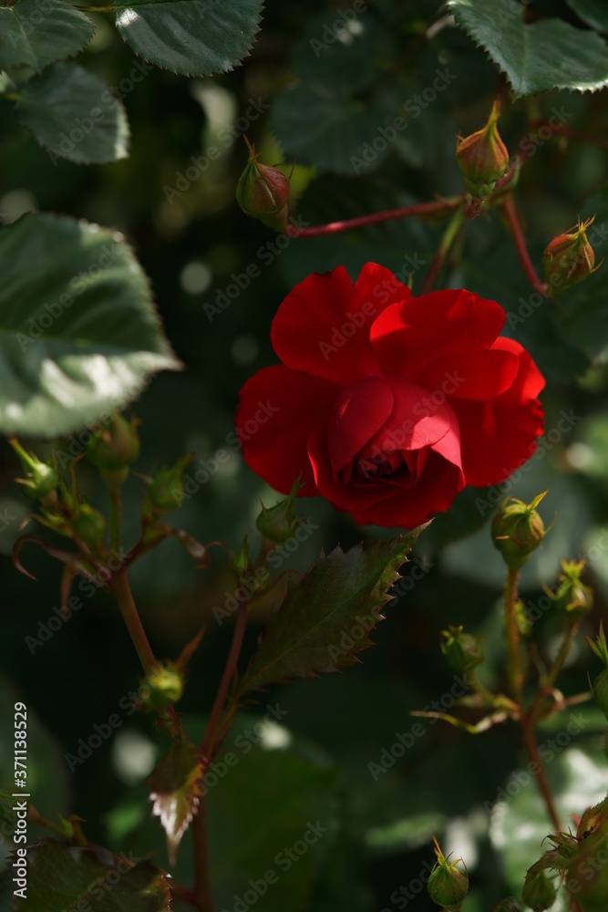 Red Flower of Rose 'Ingrid Weibull' in Full Bloom
Red Flower of Rose 'Ingrid Weibull' in Full Bloom