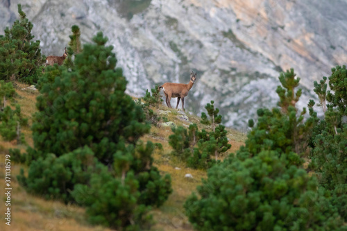 rebaño de rebecos o gamuzas (Rupicapra rupicapra) en el Pirineo catalán. Vallter, Ulldeter, Setcases, El Ripollès, Girona, Catalunya.