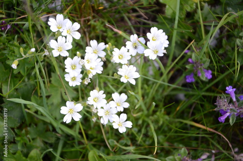 Weisse Alpenblume