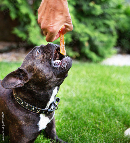 Black French bulldog on the grass is eating dried beef tendon from man's hand. Dog's sweets. Chewing treats for domestic dogs. Natural dental treats for promotion and pampering.