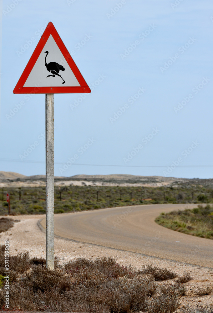 The wild ostriches in Africa can cause serious damage