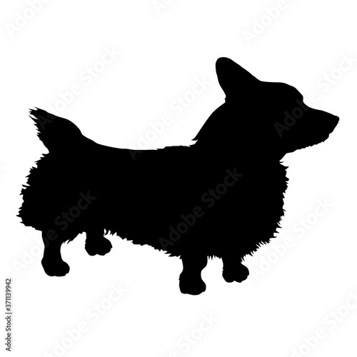 Standing dog. Black silhouette Pembroke Welsh Corgi.